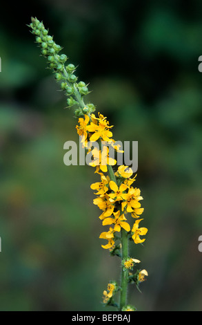 Gemeinsamen Agrimony / Europäische Groovebur / Kirche Türme / Sticklewort (Agrimonia Eupatoria) in Blüte Stockfoto