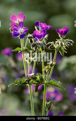 Holz-Storchschnabel / Wald Geranien (Geranium Sylvaticum) in Blüte Stockfoto