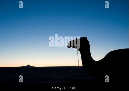 Silhouette von einem Kamel in der Wüste in Ägypten Stockfoto