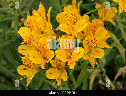 Peruanische Lilie, goldene Lilie-von-der-Inkas, goldene Lilie der Inkas, Alstroemeria Aurea, Alstroemeriaceae, Südamerika Stockfoto