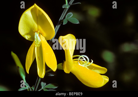 Gemeinsamen Besen / Scotch Ginster (Cytisus Scoparius / Sarothamnus Scoparius) in Blüte Stockfoto