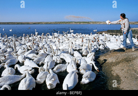 Höckerschwäne (Cygnus Olor) gefüttert an Abbotsbury Swannery, Dorset, Großbritannien Stockfoto