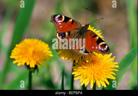 Tagpfauenauge (Inachis Io) auf Löwenzahn, Belgien Stockfoto