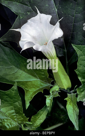 Jimson Unkraut / Thornapple / Gips weed (Datura Stramonium) in Blüte Stockfoto