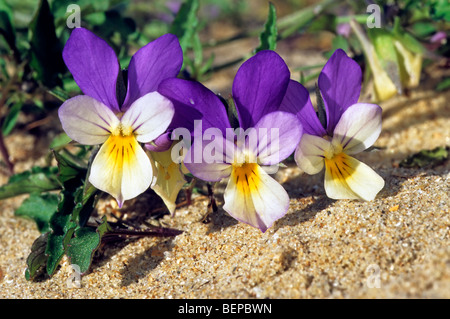 Am Meer-Stiefmütterchen (Viola Tricolor Subspecies Curtisii) in Blüte in den Dünen Stockfoto