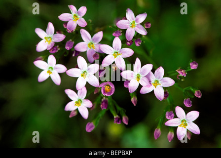 Gemeinsamen Tausendgüldenkraut / Europäische Tausendgüldenkraut (Centaurium Saccharopolyspora) in Blüte Stockfoto