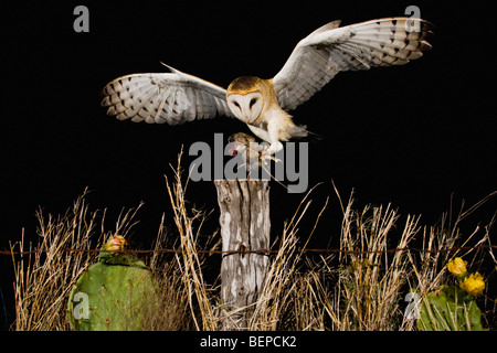 Schleiereule (Tyto Alba), Erwachsene, die Landung auf Zaunpfosten mit Maus Beute, Rio Grande Valley, Texas, USA