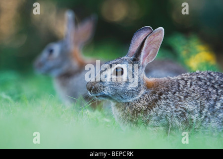 Östlichen Cottontail (Sylvilagus Floridanus), Erwachsene, Rio Grande Valley, Texas, USA Stockfoto