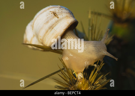 Land-Schnecken (Gastropoda), Erwachsene auf Kaktus, Rio Grande Valley, Texas, USA Stockfoto