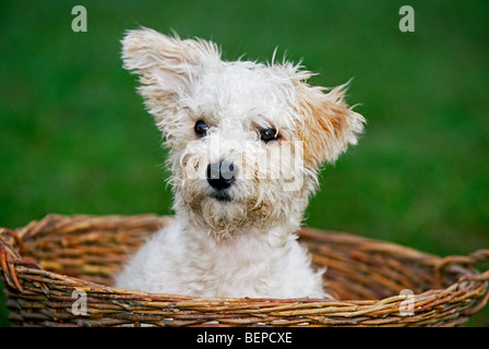 Niedliche Mischling der Jack Russell Terrier (Canis Lupus Familiaris) im Korb, UK Stockfoto