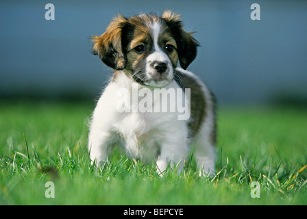 Mischling der Jack Russell Terrier im Garten, UK Stockfoto