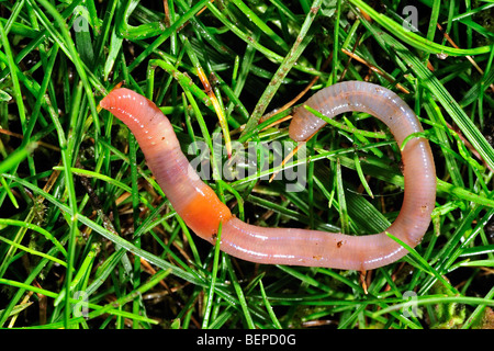 Gemeinsamen Regenwurm / BVG Wurm (Lumbricus Terrestris) Graben in den