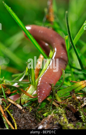 Gemeinsamen Regenwurm / BVG Wurm (Lumbricus Terrestris) Graben in den Boden im Garten Stockfoto