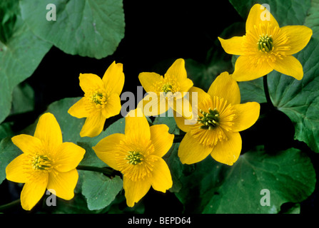 König-Cup / Marsh Marigold (Caltha Palustris) in Blüte Stockfoto