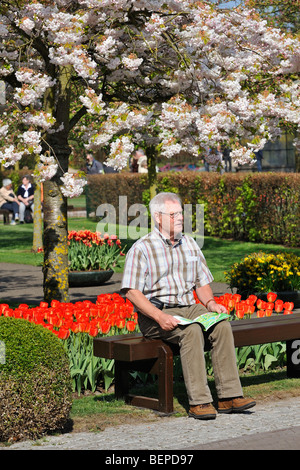 Älterer Mann sitzt auf der Bank unter Kirschbaum Amongs Tulpen in Blume Garten der Keukenhof in Lisse, Holland, Niederlande Stockfoto