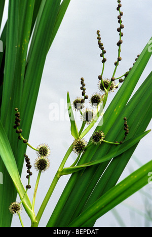 Simplestem Bur-reed / Bur-reed verzweigt (Sparganium Ramosum / Sparganium Erectum) Blüte im Teich Stockfoto