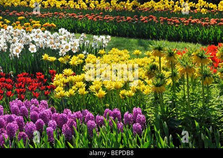 Blumengarten Keukenhof, in der Nähe von Lisse, Niederlande