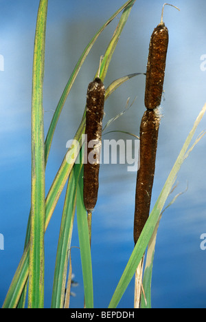 Größere Binsen / Reedmace Seedhead / breitblättrigen Rohrkolben (Typha Latifolia) am Rand des Sees Stockfoto