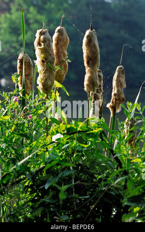 Größere Binsen / Reedmace Seedhead / breitblättrigen Rohrkolben (Typha Latifolia) am Rand des Sees Stockfoto