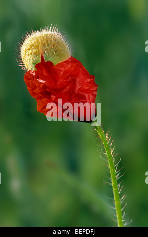 Gemeinsamen Mohn / Mais-Mohn / Feld Mohn (Papaver Rhoeas) in Blüte Stockfoto
