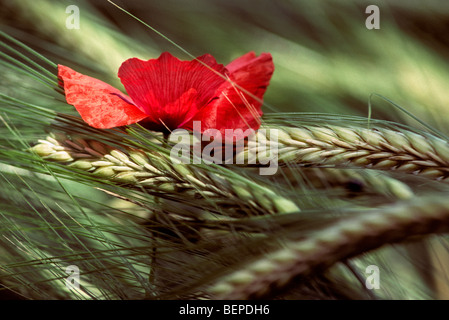 Gemeinsamen Mohn / Shirley Mohn (Papaver Rhoeas) im Weizenfeld, Europa Stockfoto