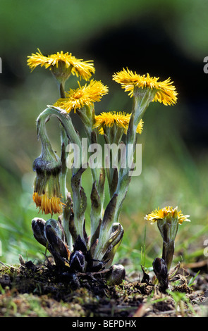 Huflattich (Tussilago Farfara) blüht im Frühjahr Stockfoto