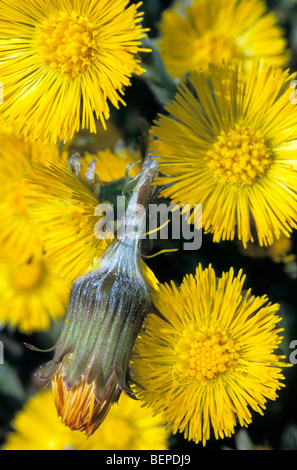 Huflattich (Tussilago Farfara) blüht im Frühjahr Stockfoto