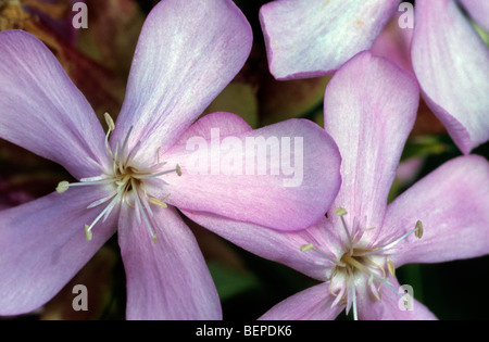 Gemeinsamen Seifenkraut / Soapweed / Krähe Seife (Saponaria Officinalis) in Blüte Stockfoto