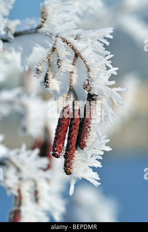 Schwarz / gemeinsame Erlen (Alnus Glutinosa) männlichen Blütenstände / Kätzchen mit Rauhreif bedeckt im Winter Stockfoto