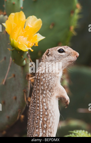 Mexikanischer Ziesel (Spermophilus Mexicanus), Erwachsene neben Texas Prickly Pear Cactus, Rio Grande Valley, Texas Stockfoto