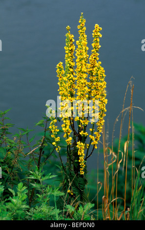 Dunkle Königskerze (Verbascum Nigrum) in Blüte Stockfoto