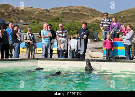 Tierpfleger füttern Fische blind der Robben in der Dichtung Tierheim Ecomare, Texel, Niederlande Stockfoto