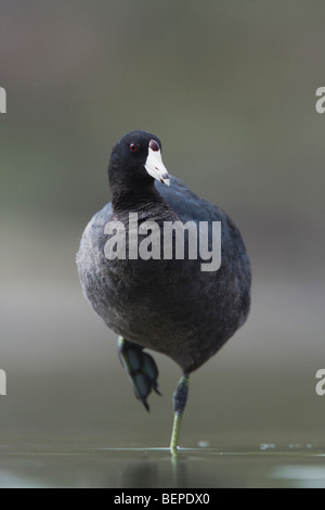 Amerikanisches Blässhuhn (Fulica Americana), Erwachsene, Rio Grande Valley, Texas, USA Stockfoto