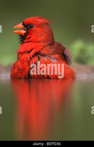 Nördlichen Kardinal (Cardinalis Cardinalis), Männlich, Baden, Rio Grande Valley, Texas, USA Stockfoto