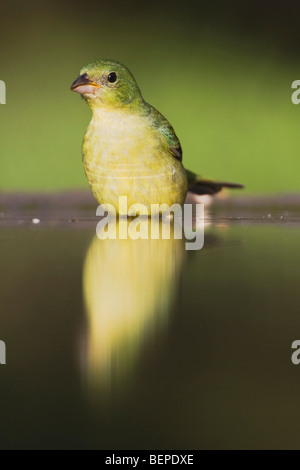 Painted Bunting (Passerina Ciris), weibliche Baden, Süden von Texas, USA Stockfoto