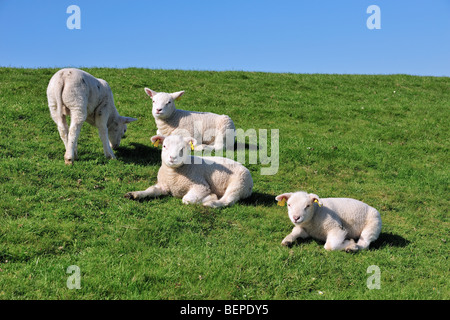 Texel Hausschafe (Ovis Aries) Lämmer auf Wiese, Niederlande Stockfoto