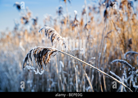 Fransen von Schilf (Phragmites Australis) in Raureif im Winter überdacht Stockfoto