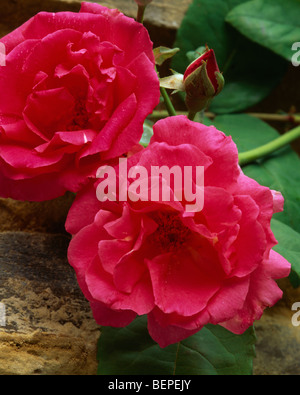 Nahaufnahme von zwei tief rosa Rosen Stockfoto