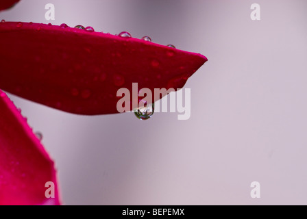 Rote Blume mit Wassertropfen Stockfoto