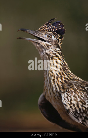 Größere Roadrunner (Geococcyx Californianus), Erwachsene Porträt, Starr County, Rio Grande Valley, Texas, USA Stockfoto