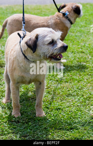 Paar von älteren Border Terrier auf führt Stockfoto