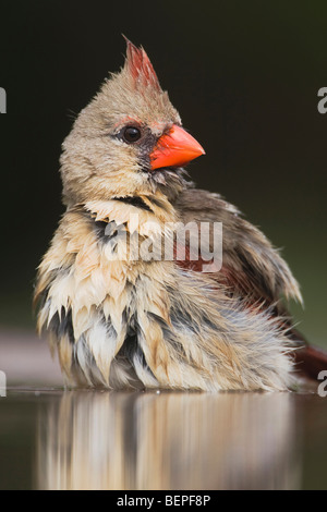 Nördlichen Kardinal (Cardinalis Cardinalis), Weiblich, Baden, Rio Grande Valley, Texas, USA Stockfoto