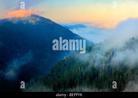 Sanften Nebel in der Mount-Rainier-Wildnis Stockfoto