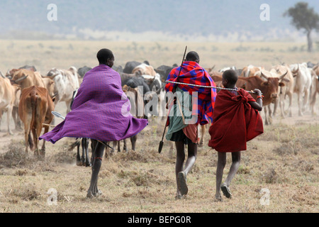 Drei jungen Massai bewaffnet mit Speeren tendenziell Rinder, Kenia, Ostafrika Stockfoto