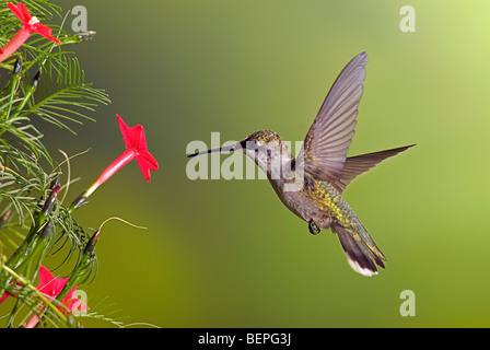 Junge unreife männliche Ruby – Throated Kolibri Fütterung auf Cypress Weinrebe Blüte.  Archilochos Colubris. Stockfoto