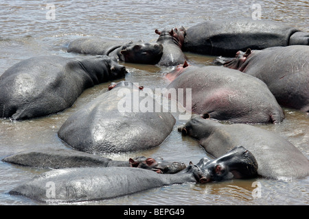 Flusspferde (Hippopotamus Amphibius) Herde ruht im Wasser des Mara Flusses, Masai Mara National Reserve, Kenia, Ostafrika Stockfoto