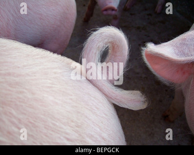 Landrasse Schweine Schweif, Kafuie, Sambia, Afrika Stockfoto