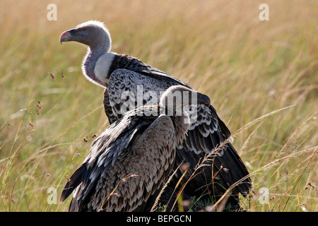 Zwei Ruppell Gänsegeier (abgeschottet Rueppellii) auf die Savanne, Masai Mara National Reserve, Kenia, Afrika Stockfoto