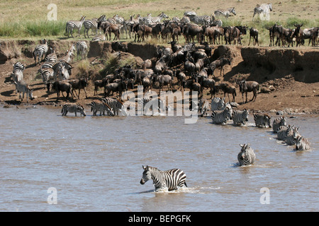 Gnus und gemeinsame Zebras, die Überquerung des Mara Flusses während der Migration, Masai Mara National Reserve, Kenia, Ostafrika Stockfoto