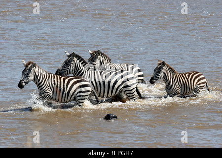 Gemeinsamen Zebras (Equus Burchelli) Überquerung des Mara Flusses während der Migration, Masai Mara National Reserve, Kenia, Ostafrika Stockfoto